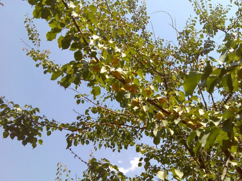 москалям посвящается