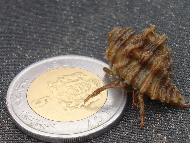 Марокканские 5 дирхамов