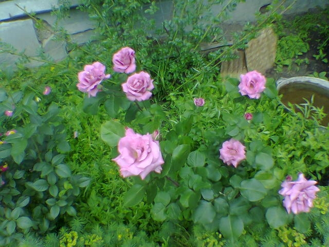 розы2