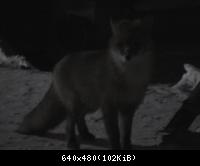 Лис Люськ - 10