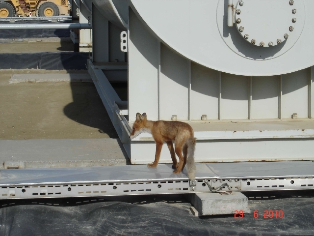 Корнеплод- 1