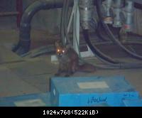 Корнеплод - 3