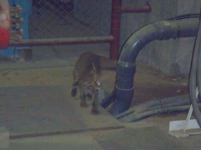 Корнеплод - 4