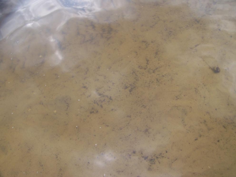 Само дно, песочек