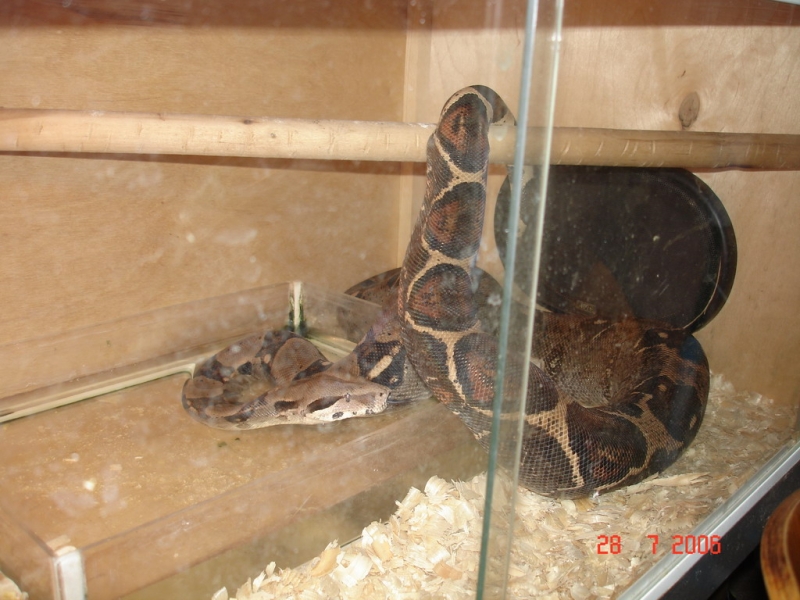 Червяк Димы.