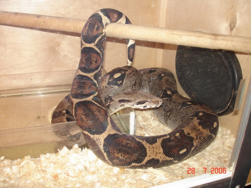 Червяк Димы.