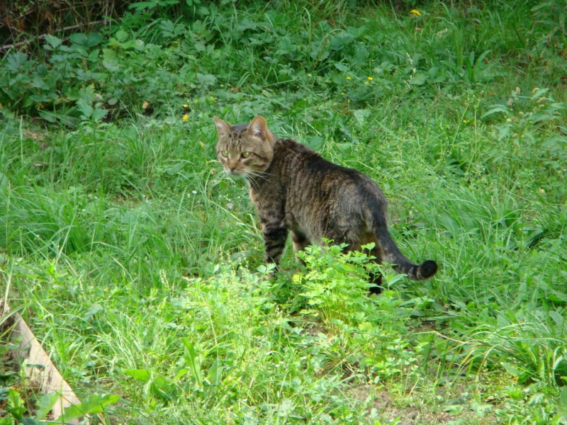 Мой кот