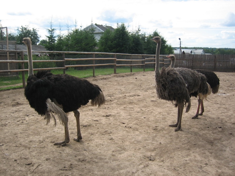 Частный мини-зоопарк