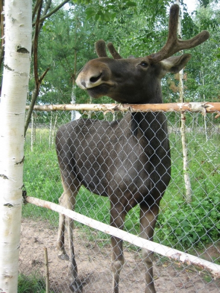 Частный мини-зоопарк 1