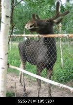 Частный мини-зоопарк 1