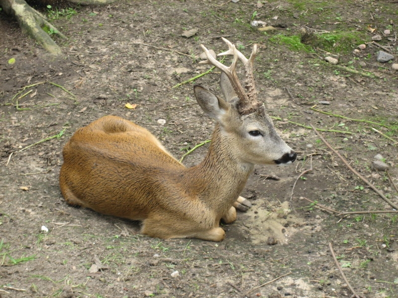 Частный мини-зоопарк 2