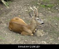 Частный мини-зоопарк 2