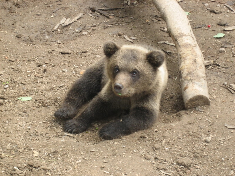 Частный мини-зоопарк 3