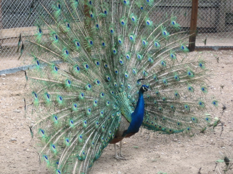 Частный мини-зоопарк 4