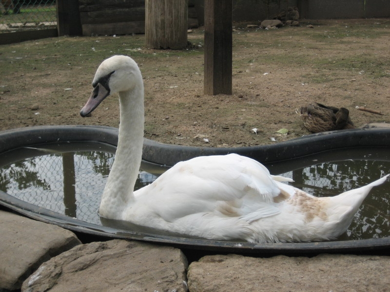 Частный мини-зоопарк 4