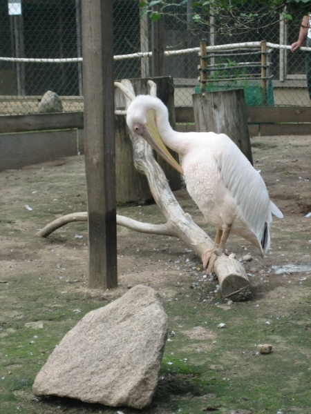 Частный мини-зоопарк 5