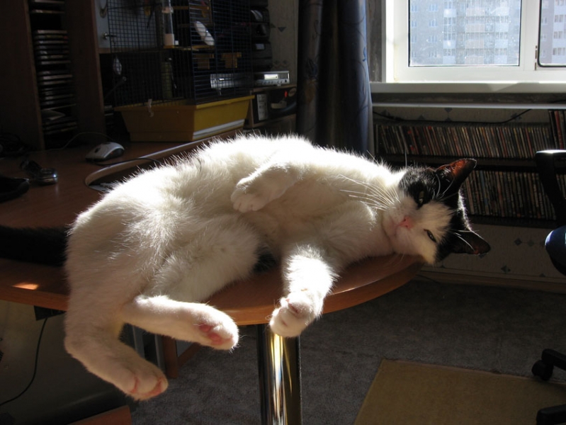 котяра