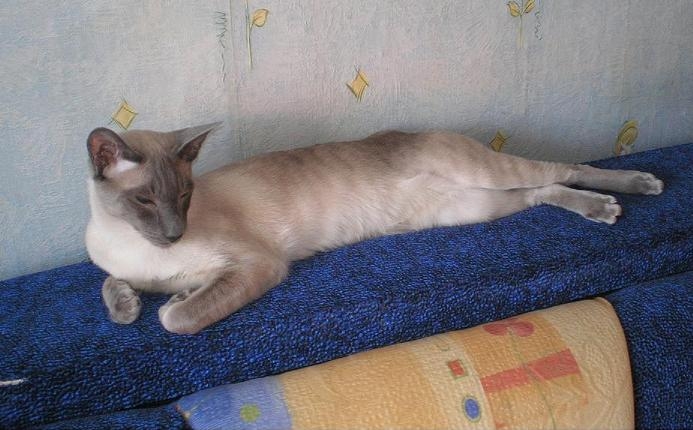 Моя котяра Сеам-ориенталь