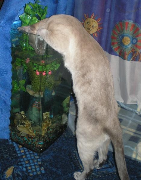 Пьет воду