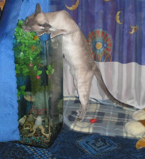 Безобразничает