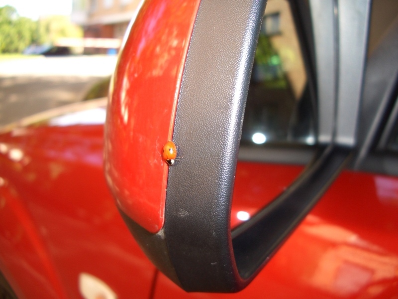 божик - без билета был