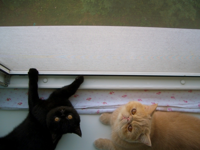 киапушистики