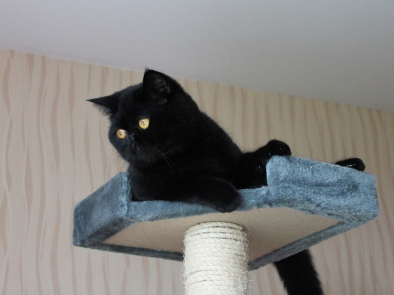 Маврюшка на жердочке.jpg