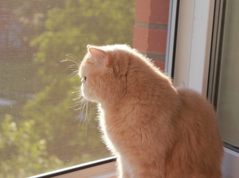 Персик на солнышке.JPG