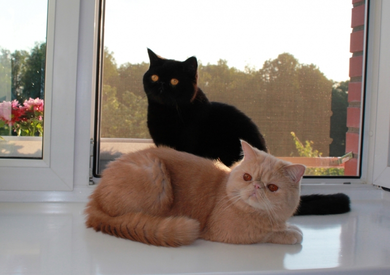 Персик и Маврик.jpg