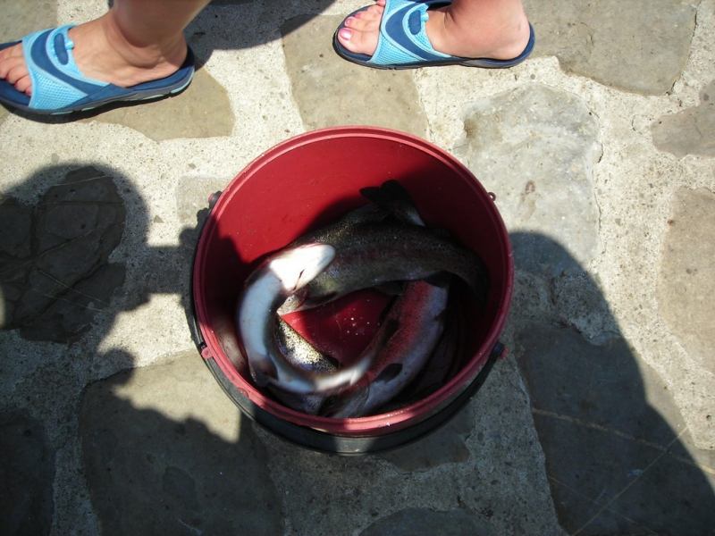 Вот скока наловили