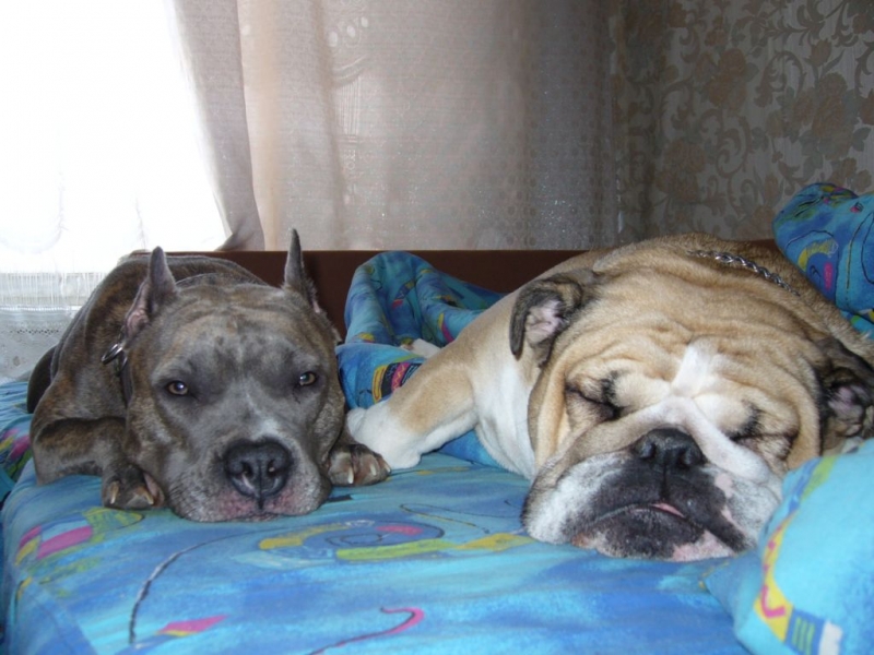 Моё Зверьё в основном