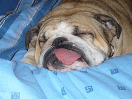 Бульдог спит