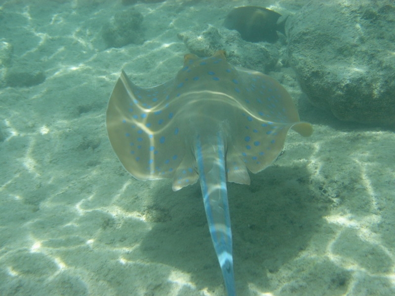 красное море