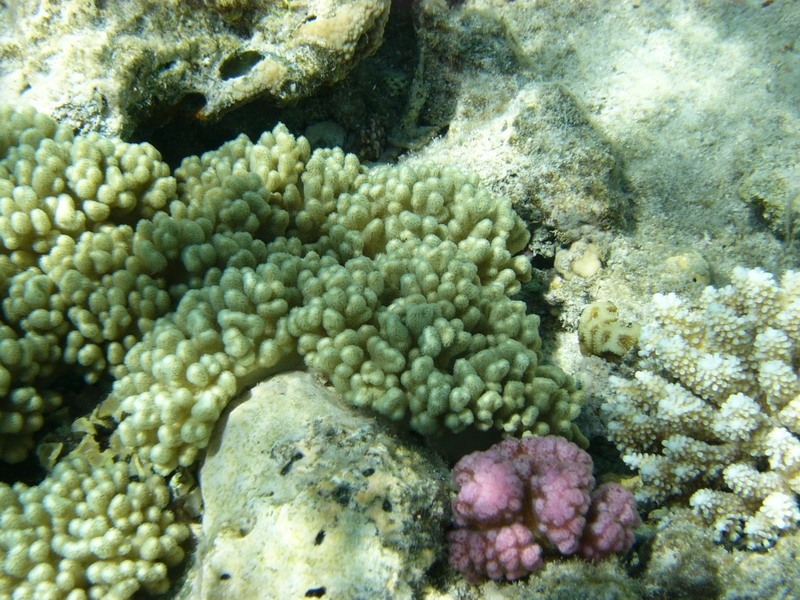 красное море