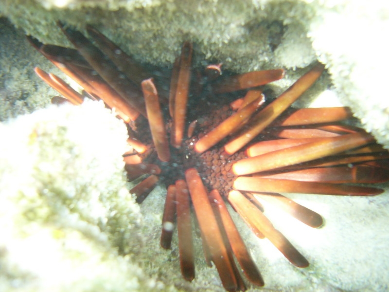 красное море