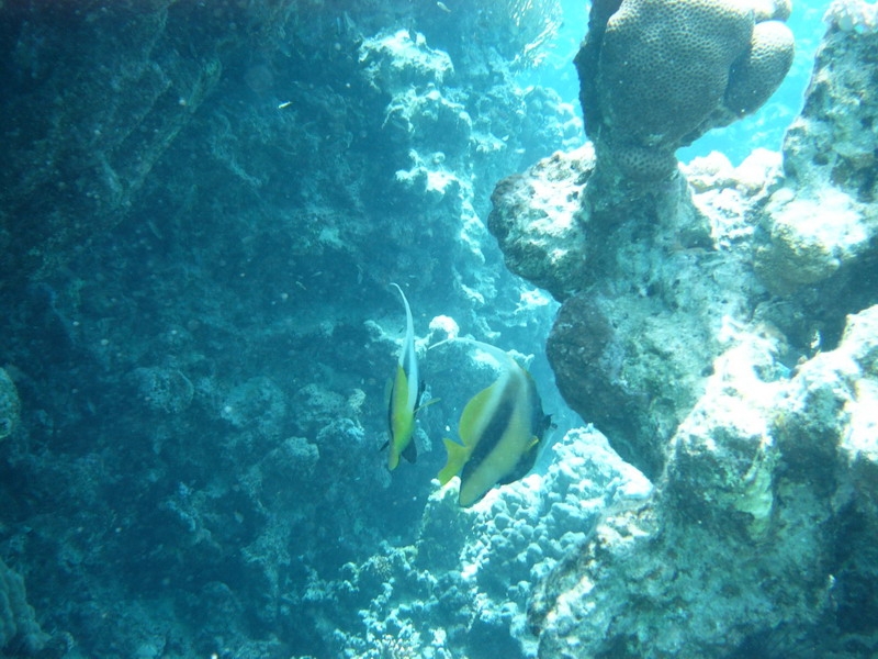 красное море