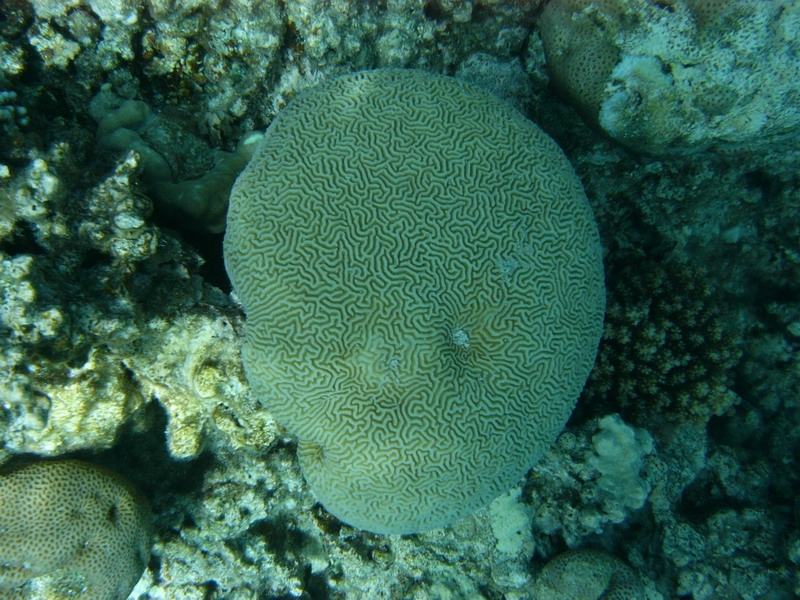 красное море