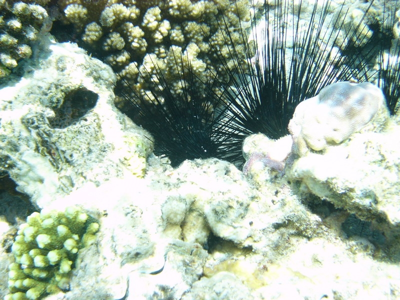 красное море