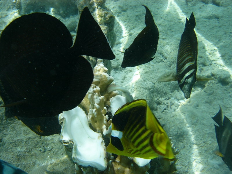 красное море