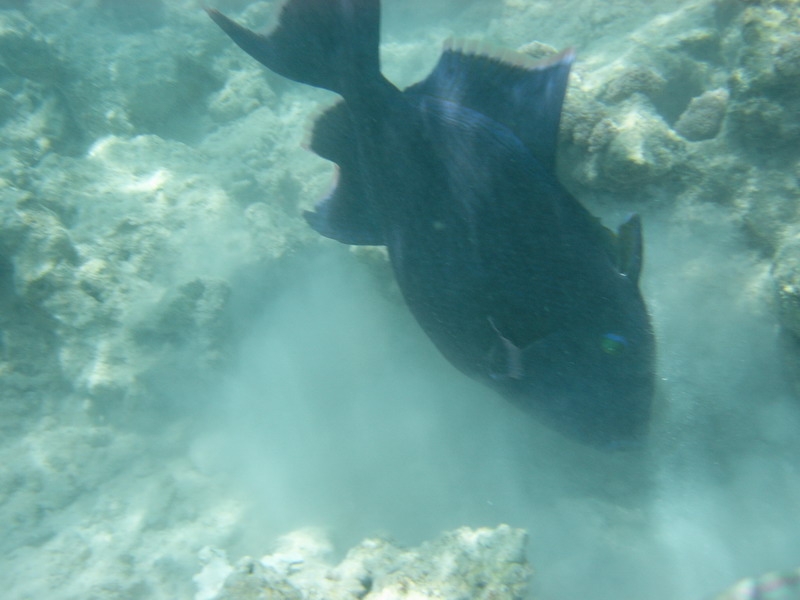 красное море