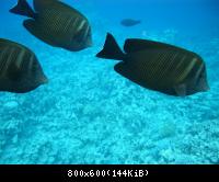 красное море