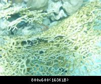 красное море