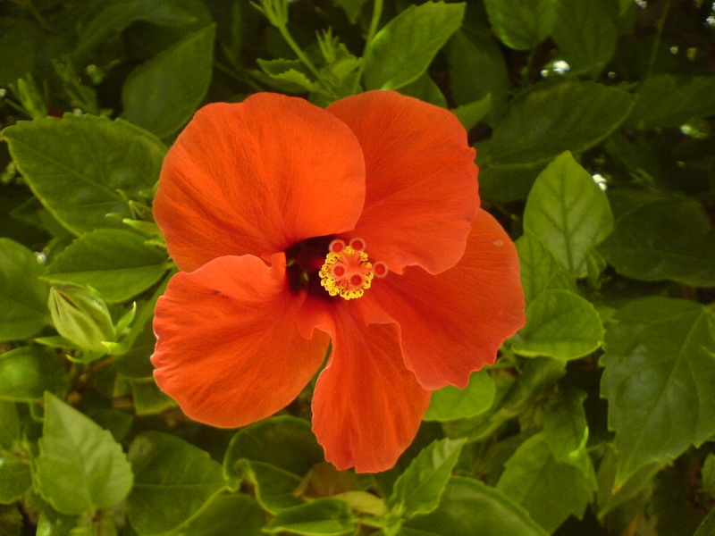 цветочки египетские