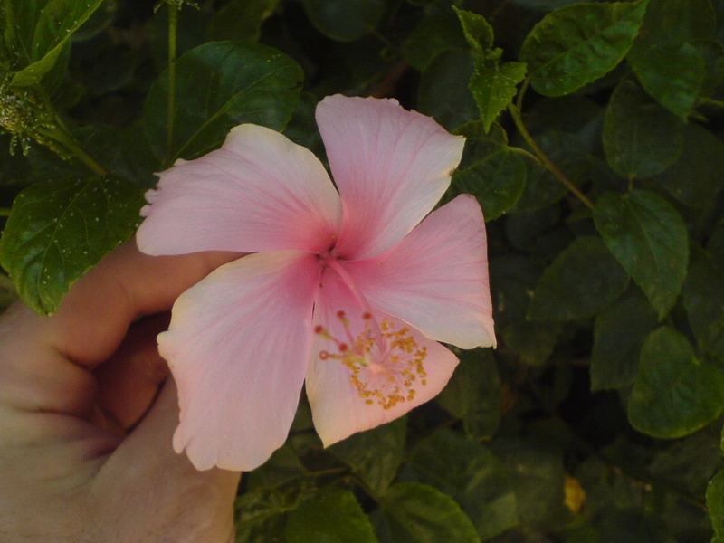 цветочки египетские