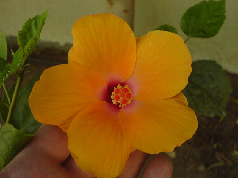 цветочки египетские