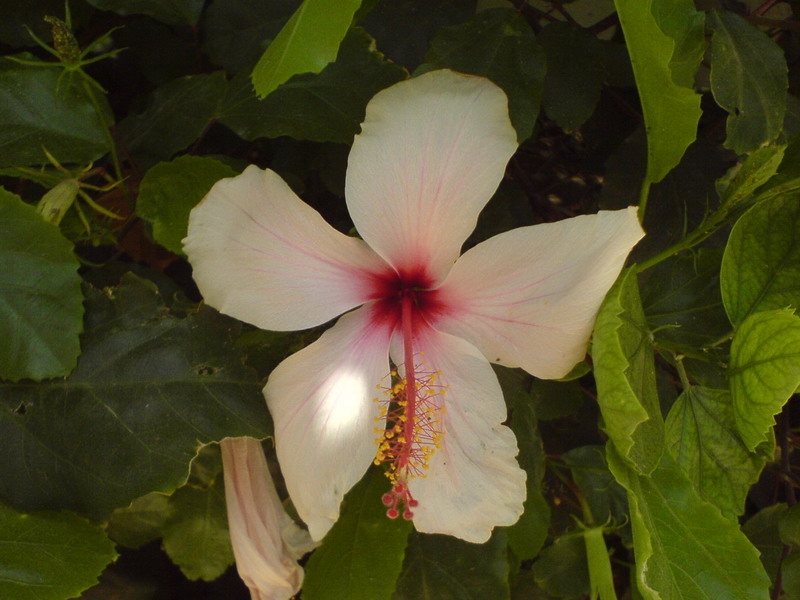 цветочки египетские