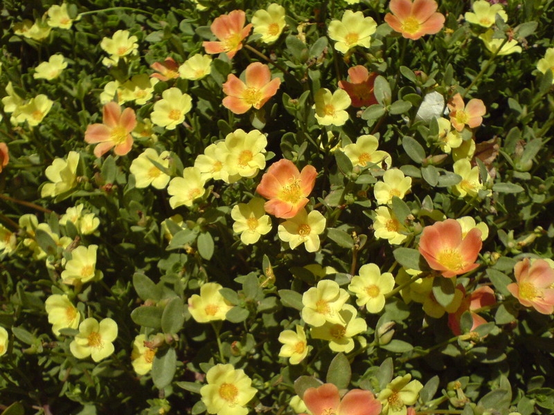 цветочки египетские