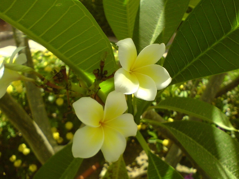 цветочки египетские