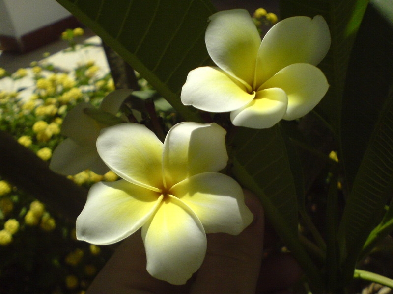 цветочки египетские