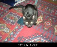 Щас как прыгну!